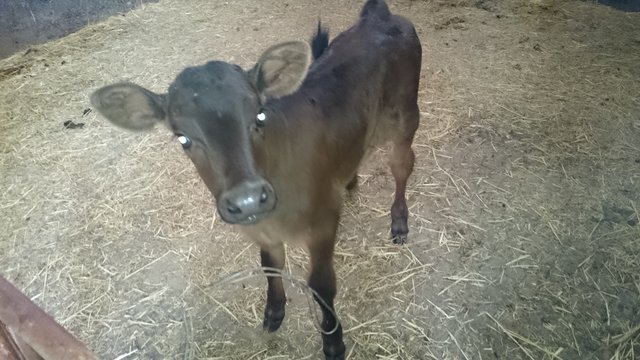 velle 01 3semaines apres  2